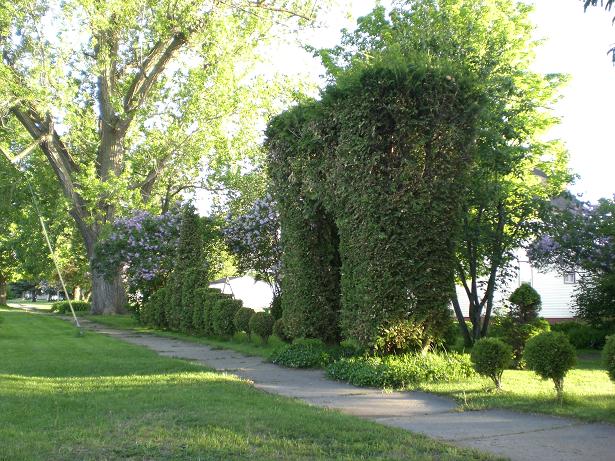 BUSHES